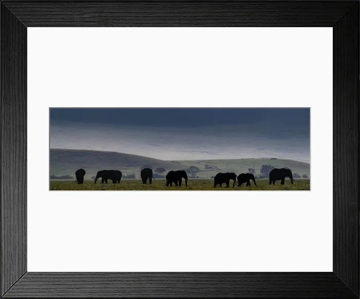 Framed Print : Herd of bull Elephants (Loxodonta africana) grazing early morning on the floor of the Ngorongoro Crater Framed Print : Herd of bull Elephants (Loxodonta africana) grazing early morning on the floor of the Ngorongoro Crater