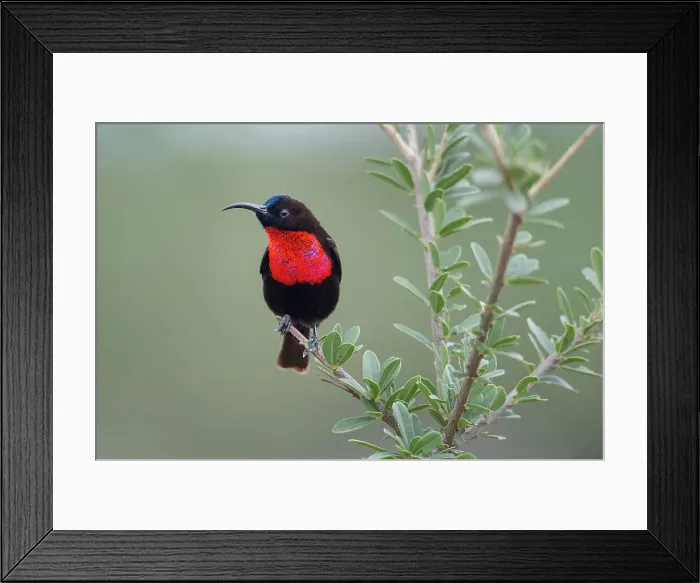 Framed Print : Male Scarlet-chested Sunbird (Chalcomitra senegalensis) perched on Aloe flower Framed Print : Male Scarlet-chested Sunbird (Chalcomitra senegalensis) perched on Aloe flower