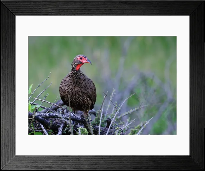 Framed Print : Swainson's Spurfowl or Swainson's Francolin (Pternistis swainsonii) is a species of bird in the Phasianidae family Framed Print : Swainson's Spurfowl or Swainson's Francolin (Pternistis swainsonii) is a species of bird in the Phasianidae family