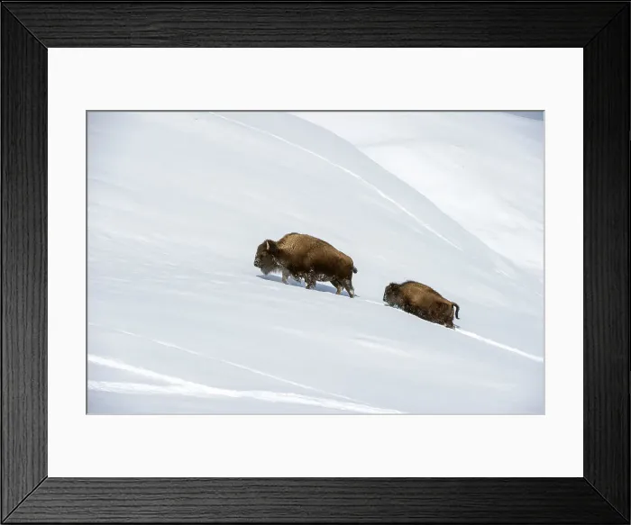 Framed Print : A female American Bison (Bison bison) with calf pushing through deep snow in the Hayden Valley Framed Print : A female American Bison (Bison bison) with calf pushing through deep snow in the Hayden Valley
