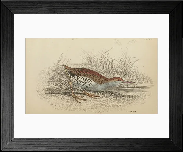Framed Print : 1835 Antique Art Biology Bird Birds Classification Framed Print : 1835 Antique Art Biology Bird Birds Classification