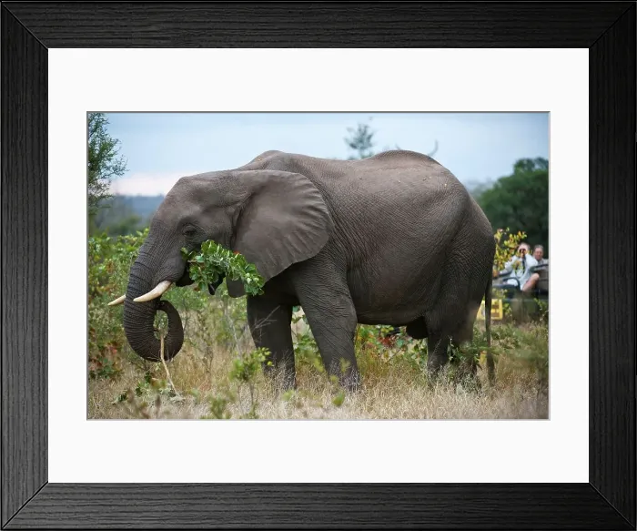 Framed Print : guests on game drive watching Elephant (Loxodonta africana)