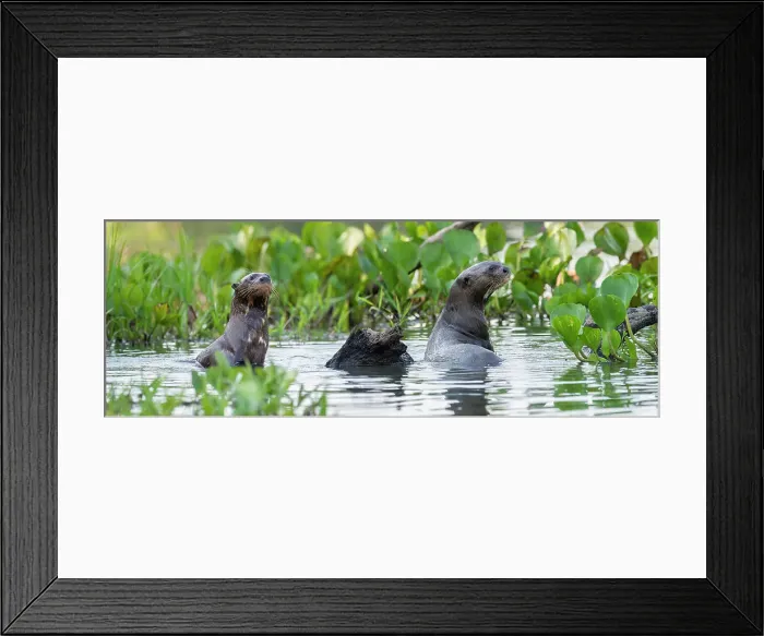 Framed Print : Giant Otters (Pteronura brasiliensis) in a lagoon off the Paraguay River Framed Print : Giant Otters (Pteronura brasiliensis) in a lagoon off the Paraguay River
