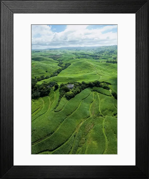Framed Print : Aerial view of sugar cane farms near Mtwalume Framed Print : Aerial view of sugar cane farms near Mtwalume