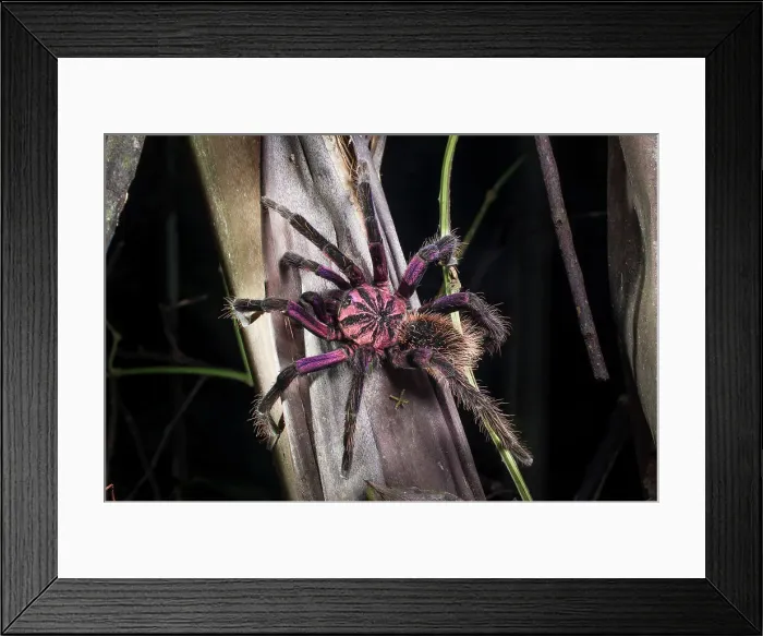 Framed Print : Colombian Purple Bloom Tarantula (Xenesthis immanis) climbing a tree Framed Print : Colombian Purple Bloom Tarantula (Xenesthis immanis) climbing a tree
