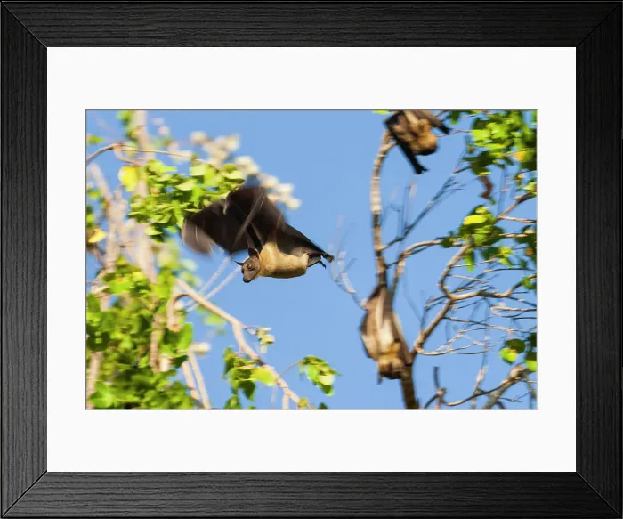 Framed Print : Straw-coloured Fruit Bats (Eidolon helvum) at their daytime roosts in Mushitu or ever-green swamp forest Framed Print : Straw-coloured Fruit Bats (Eidolon helvum) at their daytime roosts in Mushitu or ever-green swamp forest