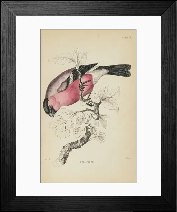 Framed Print : 1835 Antique Art Biology Bird Birds Classification