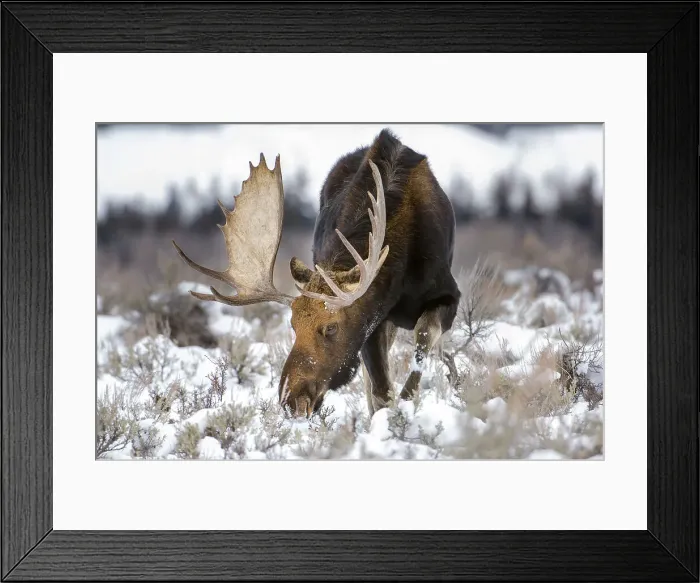 Framed Print : Bull Moose (Alces alces) grazing in snow Framed Print : Bull Moose (Alces alces) grazing in snow