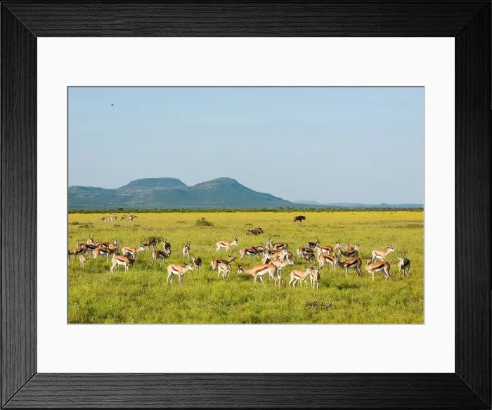 Framed Print : Madikwe Game Reserve. North West Province Framed Print : Madikwe Game Reserve. North West Province