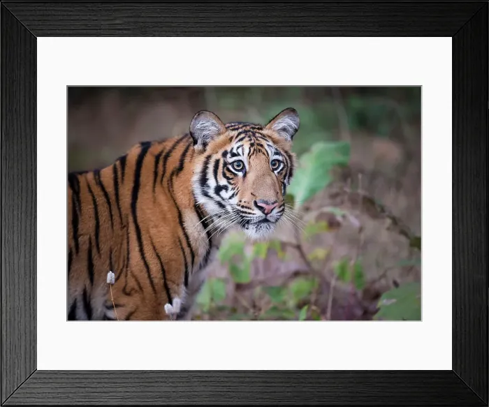 Framed Print : Young Bengal Tiger (Panthera tigris tigris) (14 -15 months old) Framed Print : Young Bengal Tiger (Panthera tigris tigris) (14 -15 months old)