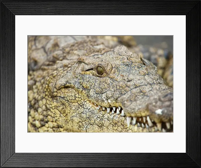 Framed Print : Nile Crocodile (Crocodylus niloticus)