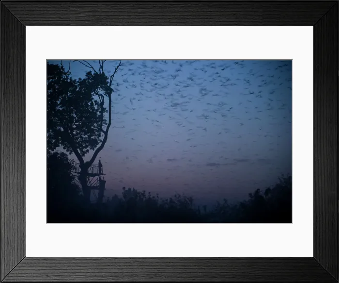 Framed Print : Tourist watching Straw-coloured Fruit Bats (Eidolon helvum) returning to their daytime roost pre-dawn (before sunrise) Framed Print : Tourist watching Straw-coloured Fruit Bats (Eidolon helvum) returning to their daytime roost pre-dawn (before sunrise)