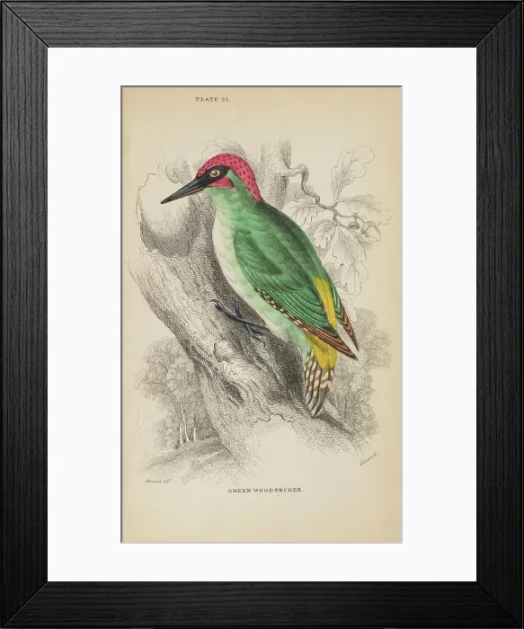 Framed Print : 1835 Antique Art Biology Bird Birds Classification Framed Print : 1835 Antique Art Biology Bird Birds Classification