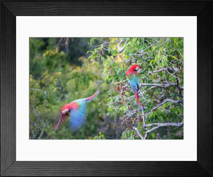 Framed Print : Red-and-Green Macaws or Green-winged Macaws (Family Psittacidae) in deciduous forest