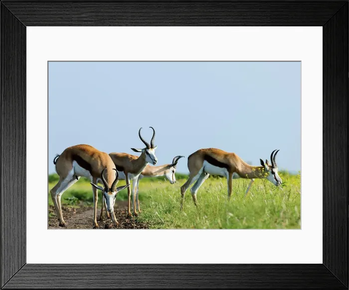 Framed Print : Springbok (Antidorcas marsupialis)