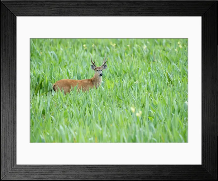 Framed Print : Adult male Marsh Deer (Blastocerus dichotomus) in swamp  /  marsh area