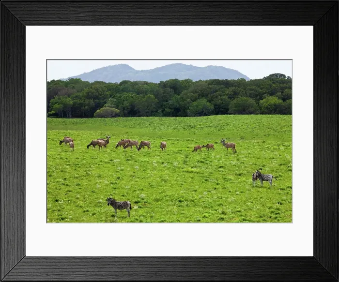 Framed Print : Greater kudu (Tragelaphus strepsiceros) and Burchell's Zebra (Equus burchellii) Framed Print : Greater kudu (Tragelaphus strepsiceros) and Burchell's Zebra (Equus burchellii)