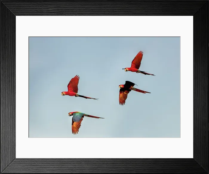 Framed Print : Red-and-Green Macaws or Green-winged Macaws (Ara chloropterus) (Family Psittacidae) in flight over forest canopy Framed Print : Red-and-Green Macaws or Green-winged Macaws (Ara chloropterus) (Family Psittacidae) in flight over forest canopy