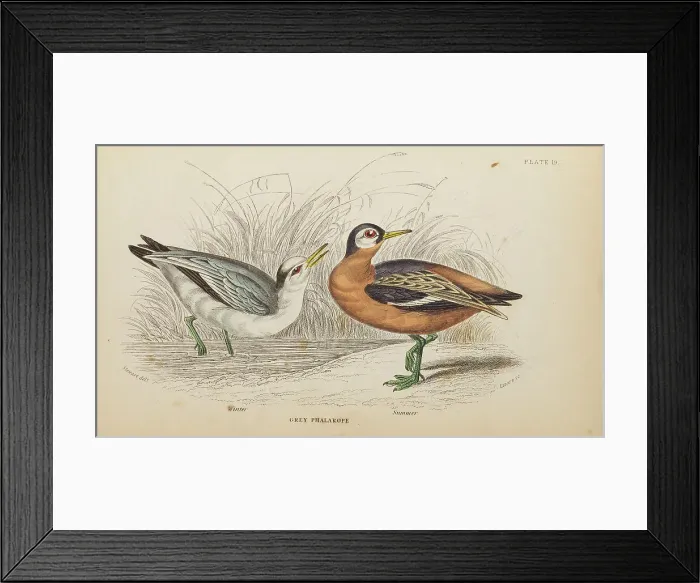 Framed Print : 1835 Antique Art Biology Bird Birds Classification Framed Print : 1835 Antique Art Biology Bird Birds Classification