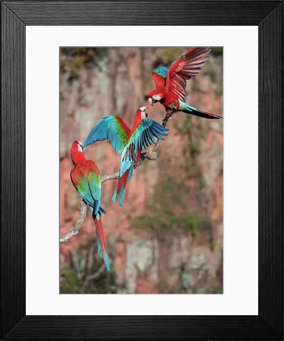 Framed Print : Red-and-Green Macaws or Green-winged Macaws (Ara chloropterus) (Family Psittacidae) Framed Print : Red-and-Green Macaws or Green-winged Macaws (Ara chloropterus) (Family Psittacidae)