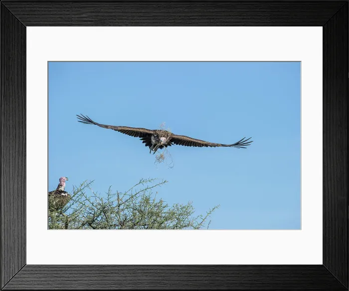 Framed Print : Adult Lappet-faced or Nubian Vulture (Torgos tracheliotos) carrying nesting material Framed Print : Adult Lappet-faced or Nubian Vulture (Torgos tracheliotos) carrying nesting material