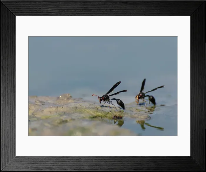 Framed Print : Wasps drinking. Grassland Safari Lodge Framed Print : Wasps drinking. Grassland Safari Lodge