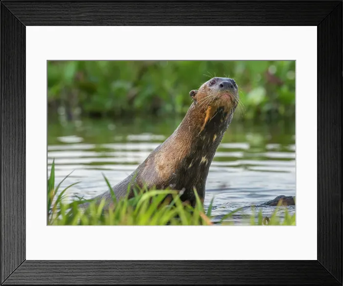 Framed Print : Giant Otter (Pteronura brasiliensis) in a lagoon off the Paraguay River Framed Print : Giant Otter (Pteronura brasiliensis) in a lagoon off the Paraguay River