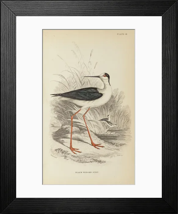 Framed Print : 1835 Antique Art Biology Bird Birds Classification Framed Print : 1835 Antique Art Biology Bird Birds Classification