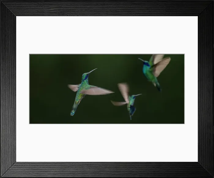 Framed Print : Sparkling Violetear (Colibri coruscans) at Jardin Encantado (The Enchanted Garden)