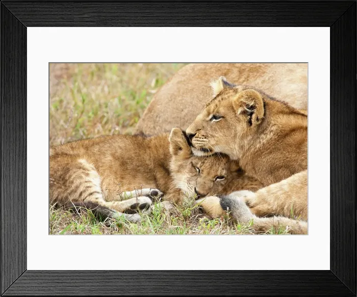 Framed Print : Lion (Panthera leo) cubs. MalaMala (Mala Mala) Game Reserve Framed Print : Lion (Panthera leo) cubs. MalaMala (Mala Mala) Game Reserve