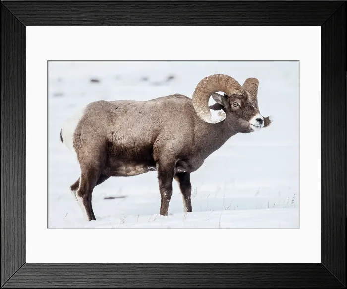Framed Print : Male (ram) Rocky Mountain Bighorn Sheep (Ovis canadensis canadensis) in deep snow