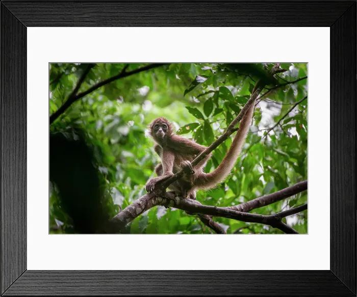 Framed Print : Female Brown Spider Monkey (Ateles hybridus) in forest canopy Framed Print : Female Brown Spider Monkey (Ateles hybridus) in forest canopy