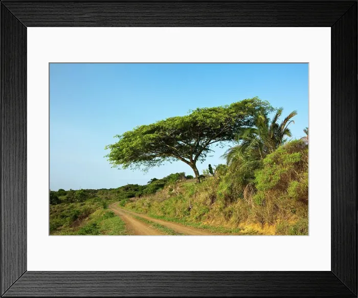 Framed Print : Tourist road of the Eastern Shores of Isimangaliso Wetland Park (Greater St Lucia Wetland Park) Framed Print : Tourist road of the Eastern Shores of Isimangaliso Wetland Park (Greater St Lucia Wetland Park)