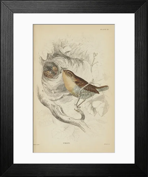 Framed Print : 1835 Antique Art Biology Bird Birds Classification Framed Print : 1835 Antique Art Biology Bird Birds Classification
