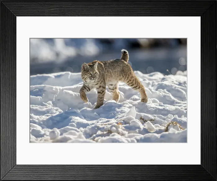 Framed Print : North American Bobcat (Lynx rufus) stalking along the edge of the Madison River Framed Print : North American Bobcat (Lynx rufus) stalking along the edge of the Madison River