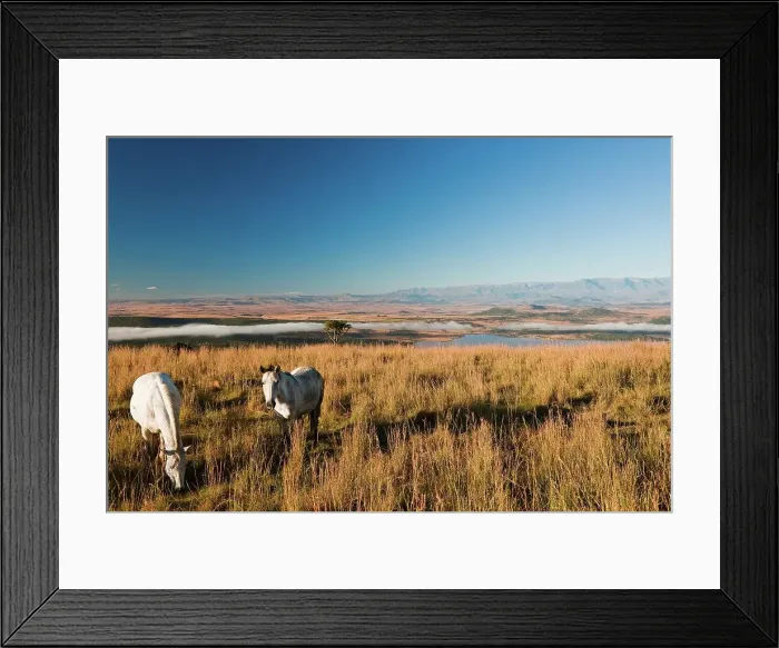 Framed Print : Horses at Spioenkop Battlefield with Spioenkop Dam and the Ukhahlamba Drakensberg Park in the background Framed Print : Horses at Spioenkop Battlefield with Spioenkop Dam and the Ukhahlamba Drakensberg Park in the background