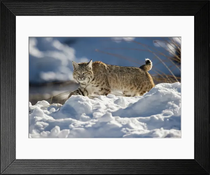 Framed Print : North American Bobcat (Lynx rufus) stalking along the edge of the Madison River