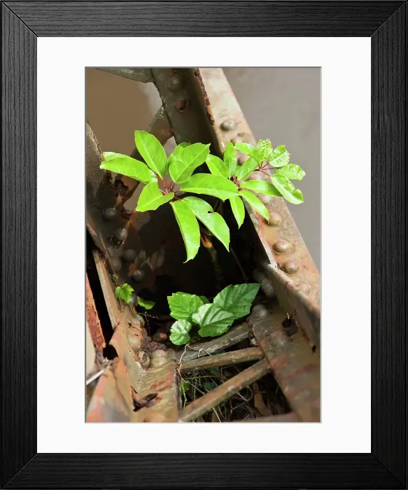 Framed Print : Cussonia (sp) growing on an old steel bridge Framed Print : Cussonia (sp) growing on an old steel bridge