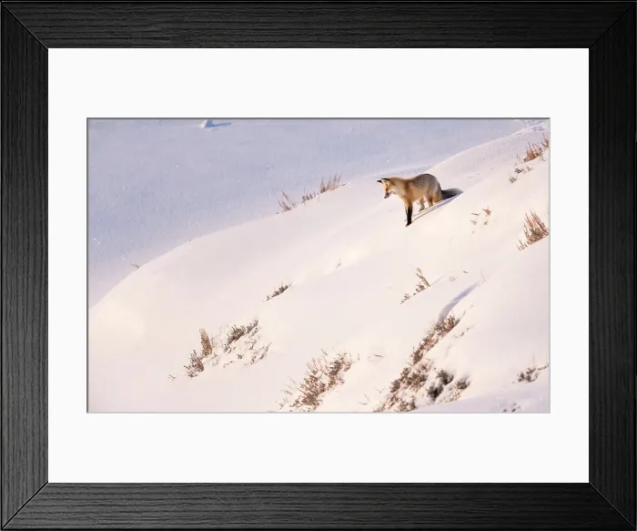 Framed Print : Red Fox (Vulpes vulpes) hunting in deep snow Framed Print : Red Fox (Vulpes vulpes) hunting in deep snow