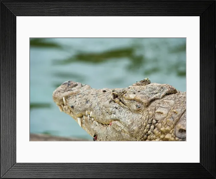 Framed Print : Nile Crocodile (Crocodylus niloticus)