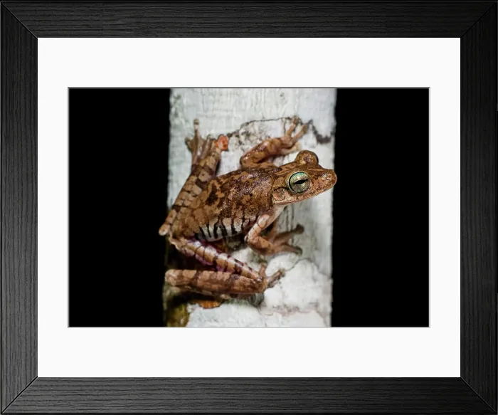 Framed Print : Troschel's Tree Frog or the Convict Tree Frog (Hypsiboas calcaratus) in forest understorey at night Framed Print : Troschel's Tree Frog or the Convict Tree Frog (Hypsiboas calcaratus) in forest understorey at night
