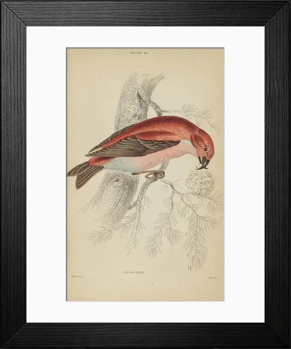 Framed Print : 1835 Antique Art Biology Bird Birds Classification Framed Print : 1835 Antique Art Biology Bird Birds Classification