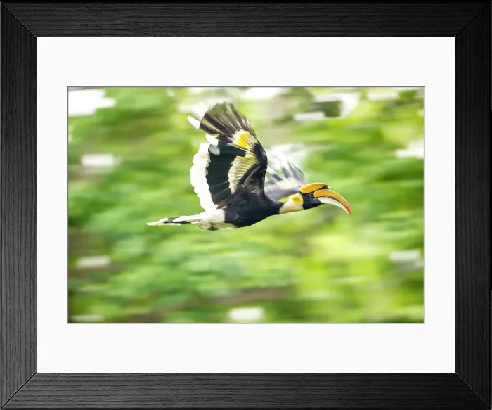 Framed Print : Great Indian Hornbill (Buceros bicornis) in flight Framed Print : Great Indian Hornbill (Buceros bicornis) in flight