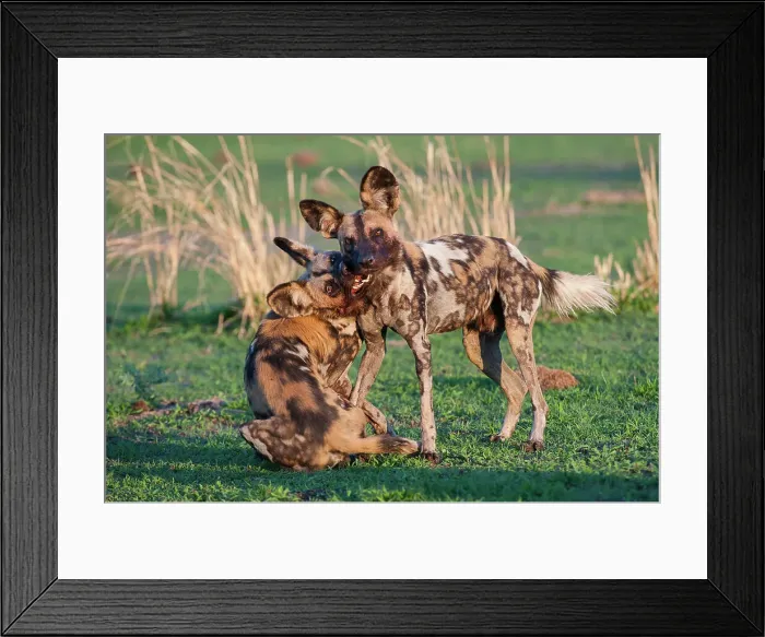 Framed Print : African Hunting Dogs or Painted Hunting Dogs (Lycaon pictus) playing / greeting Framed Print : African Hunting Dogs or Painted Hunting Dogs (Lycaon pictus) playing / greeting