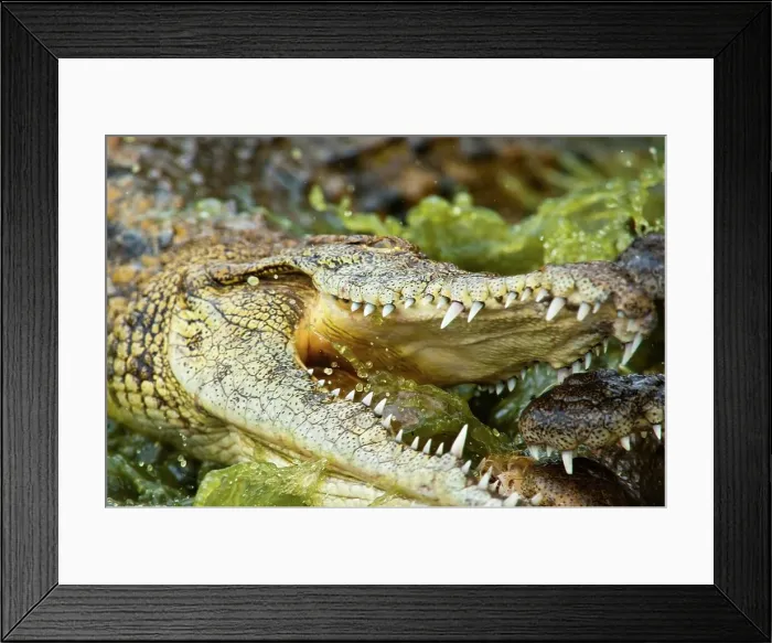 Framed Print : Nile Crocodile (Crocodylus niloticus) Framed Print : Nile Crocodile (Crocodylus niloticus)