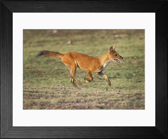 Framed Print : Indian Wild Dog or Dhole (Cuon alpinus) running - cashing Spotted Deer or Chital Framed Print : Indian Wild Dog or Dhole (Cuon alpinus) running - cashing Spotted Deer or Chital