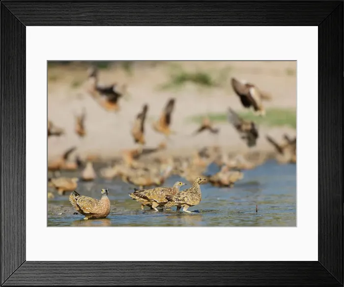 Framed Print : Burchell's Sandgrouse (Pterocles burchelli) Framed Print : Burchell's Sandgrouse (Pterocles burchelli)