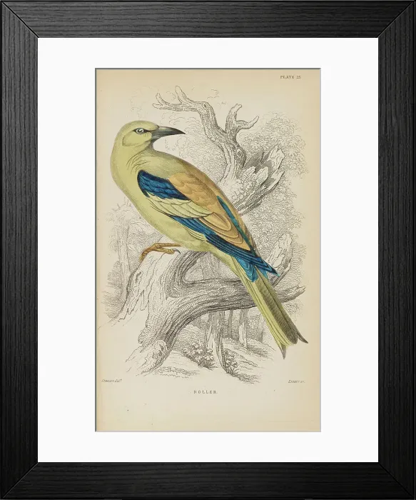 Framed Print : 1835 Antique Art Biology Bird Birds Classification Framed Print : 1835 Antique Art Biology Bird Birds Classification