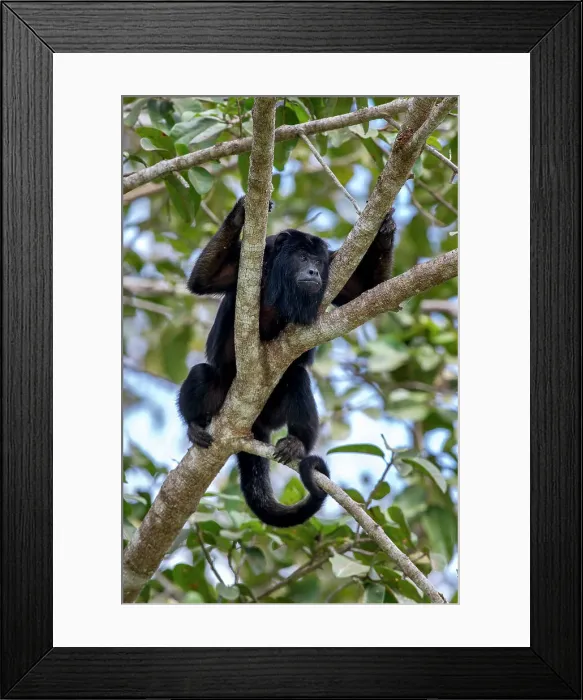 Framed Print : Male Black Howler Monkey (Alouatta caraya)(family Atelidae) resting in riverine forest canopy Framed Print : Male Black Howler Monkey (Alouatta caraya)(family Atelidae) resting in riverine forest canopy