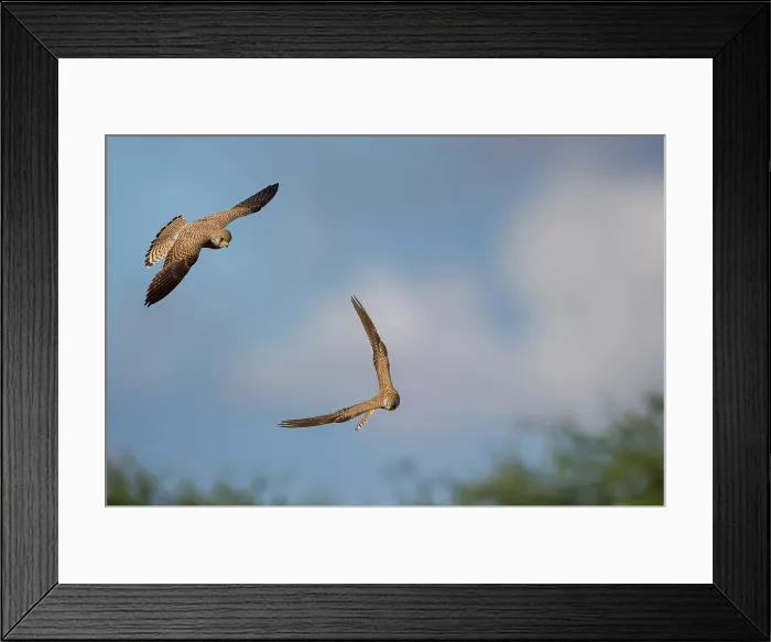Framed Print : Lesser Ketrels (Falco naumanni) in flight Framed Print : Lesser Ketrels (Falco naumanni) in flight
